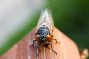 Are There Cicadas In Hawaii?