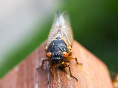 Are There Cicadas In Hawaii?