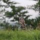 Are There Owls In Hawaii?