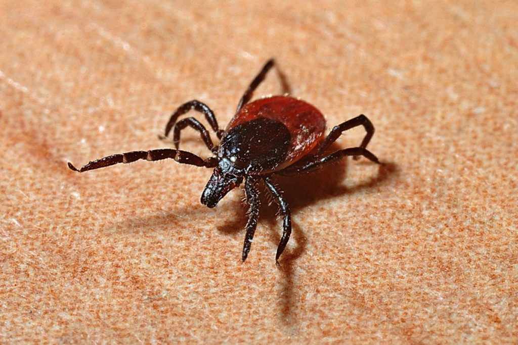 Are There Ticks In Hawaii?