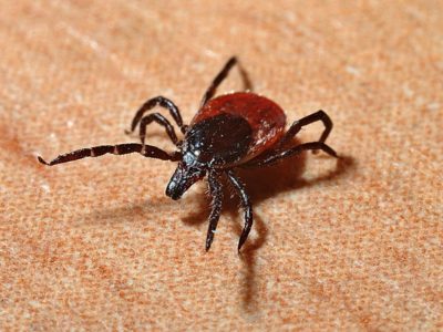 Are There Ticks In Hawaii?
