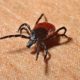 Are There Ticks In Hawaii?