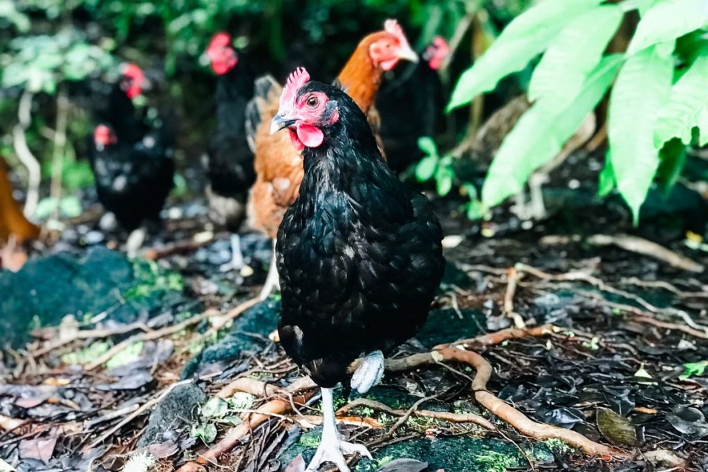 Why Are There So Many Chickens In Hawaii?