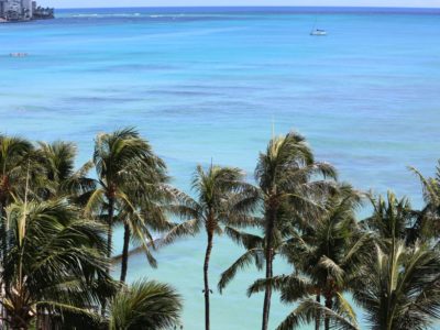 Are Palm Trees Native To Hawaii?