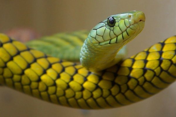 are-there-snakes-are-in-hawaii