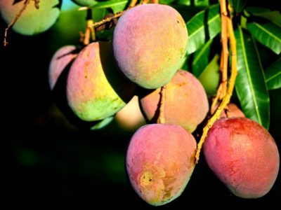 When Is Mango Season In Hawaii? (When To Visit For The Juiciest Fruit!)