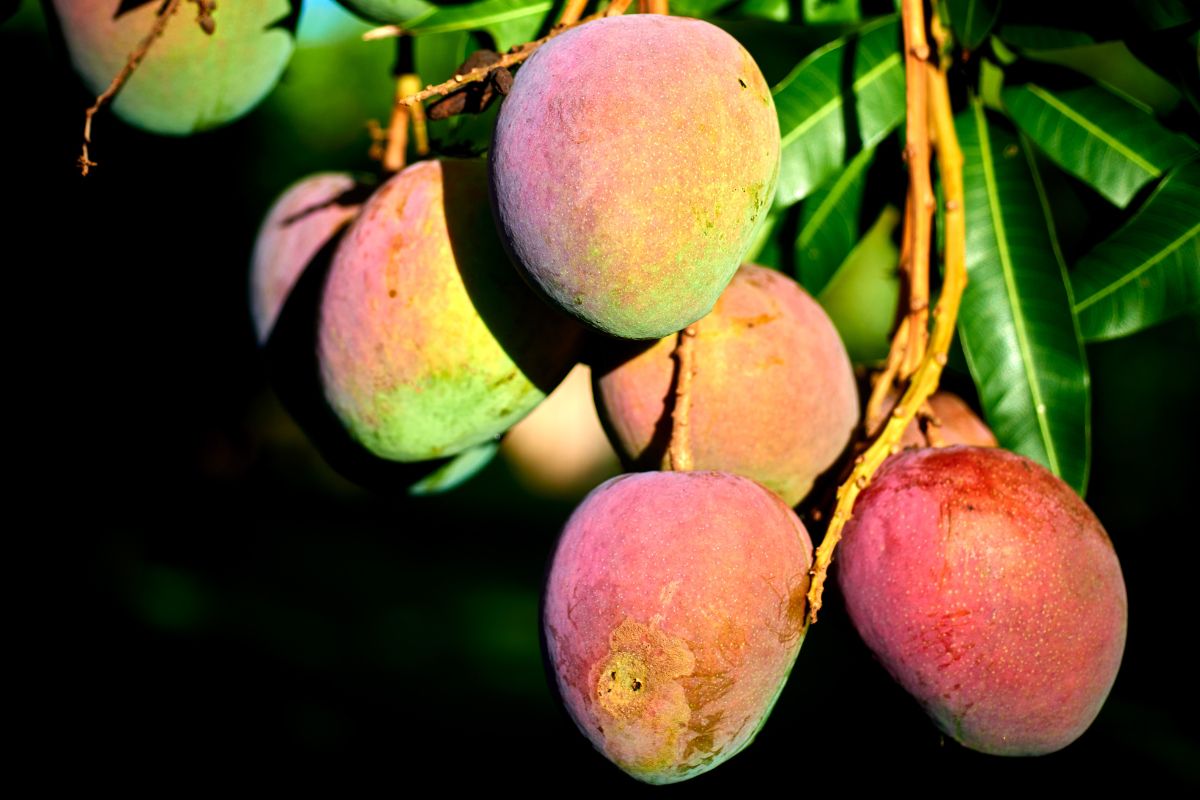 When Is Mango Season In Hawaii? (When To Visit For The Juiciest Fruit!)